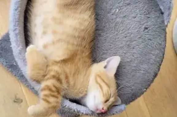 Chat trouvé , photo: Chaton roux trouvé, câlin et joueur