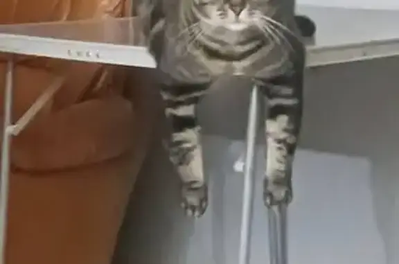 Animaux perdus , photo: Tigrou perdu, chat craintif à Coulommiers