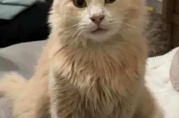 Chat perdu sans collier, tatoué oreille gauche - photo