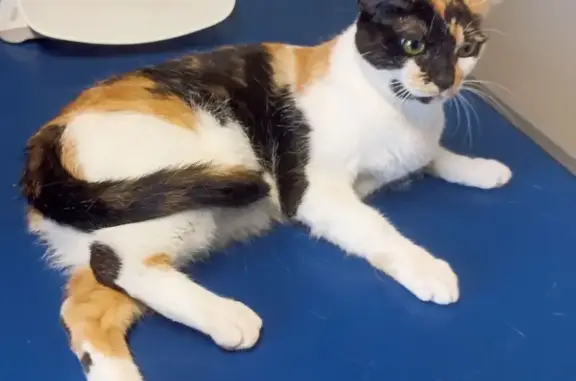Animaux trouvés Cahors, photo: Chatte isabelle trouvée, boitante et sociable