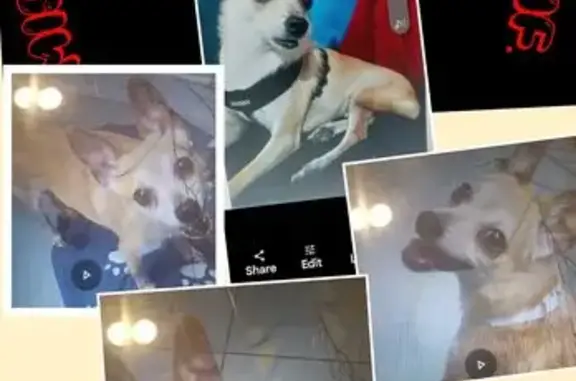 Lost Beige Dog: 3 Teeth, Surgery Scar