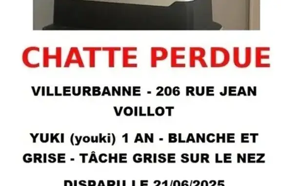 Chat perdu, Villeurbanne, photo: Chatte perdue, blanche/grise, rue Voillot