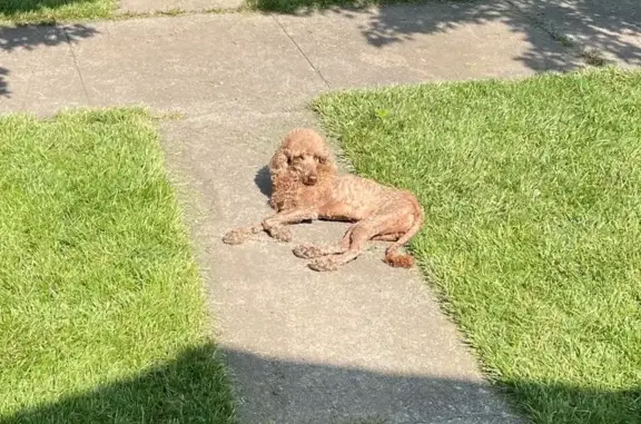 Lost Dog Lola: Lion Cut, Brown, Friendly