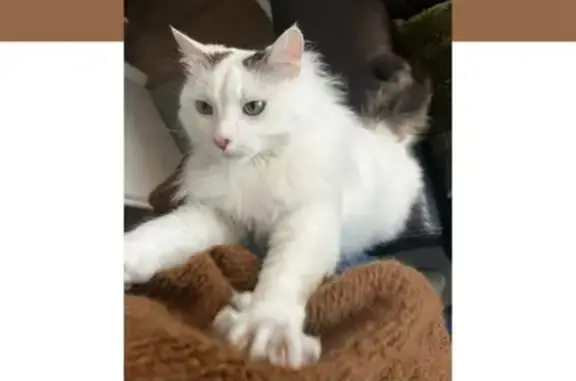 Chat blanc perdu, taches marron oreilles - photo