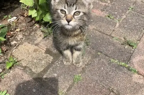Chat trouvé Hœnheim, photo: Chaton tigré trouvé à Hœnheim