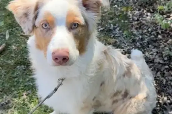 Chien perdu Sin-le-Noble, photo : Berger australien rouge merle perdu à Sin-le-Noble