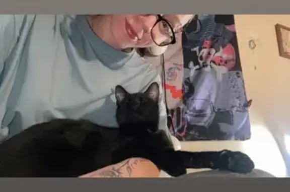 Lost Black Cat Minnie: Green Eyes, Union St
