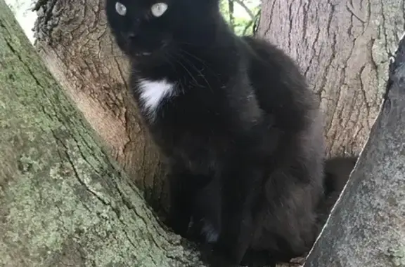 Lost and found pets Greenwood, photo: Lost Black Cat: White Spot, Yellow Eyes