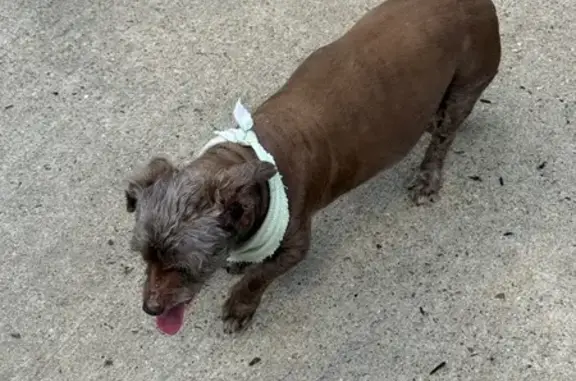 Found dog , photo: Found: Small Brown Mix on Hempstead Rd