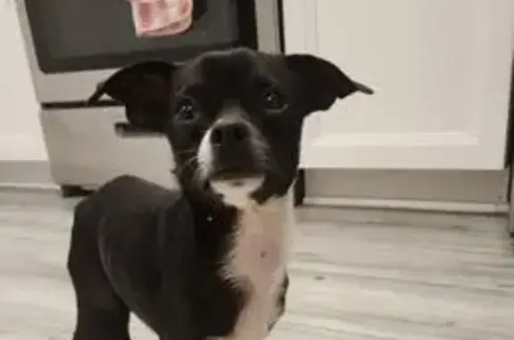 Lost Chihuahua: Black & White in Raytown