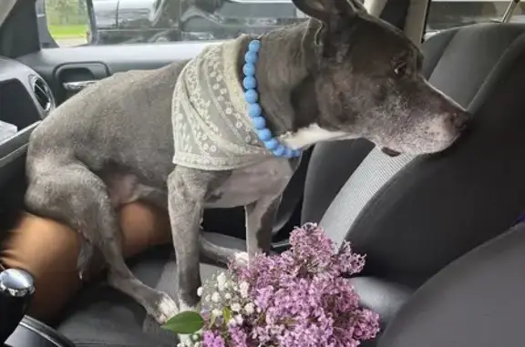 Lost Elderly Pitty: Oakview Drive Help!