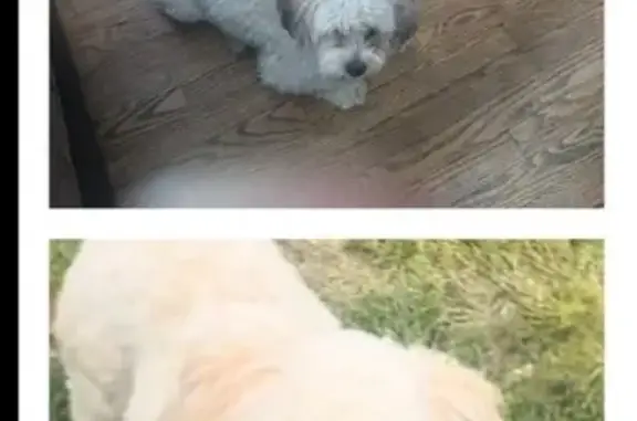 Lost Shih-Tzu Mix: Steel Ave, Detroit