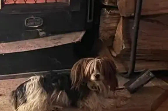 Lost Morkie: Skittish, Loves Treats!