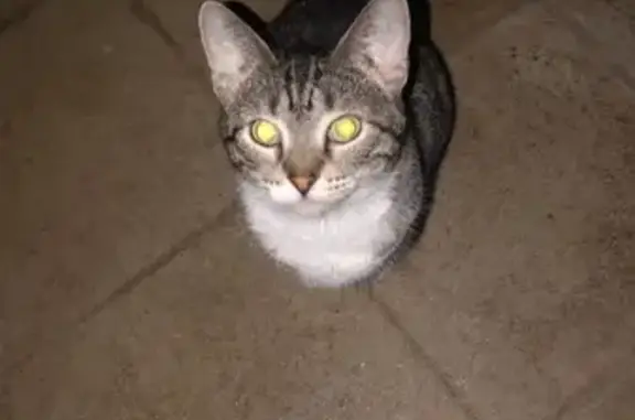Lost and found pets New Britain, photo: Lost Tabby Cat: Limping, Gray Collar