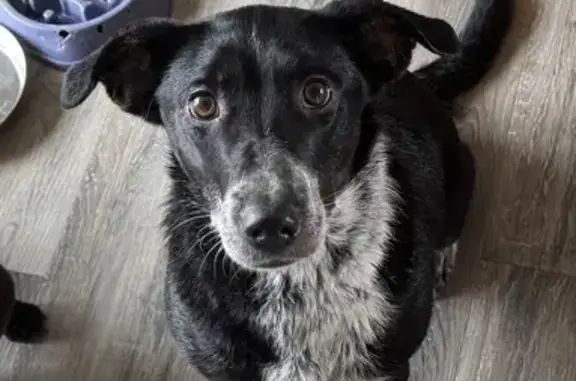 Lost Dog: Black & White, Green Collar