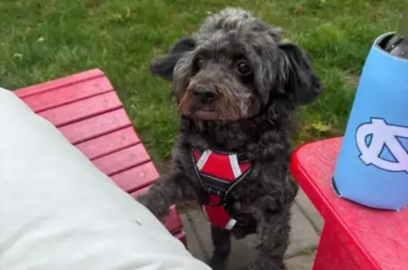 Lost 14-Year-Old Black Poodle in Islip