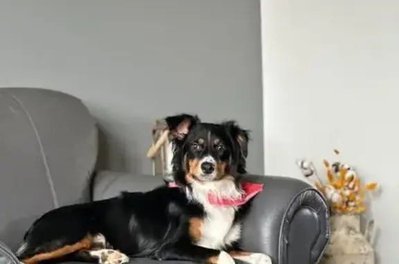 Lost and found pets , photo: Lost Black Aussie Shepherd in St. Clairsville