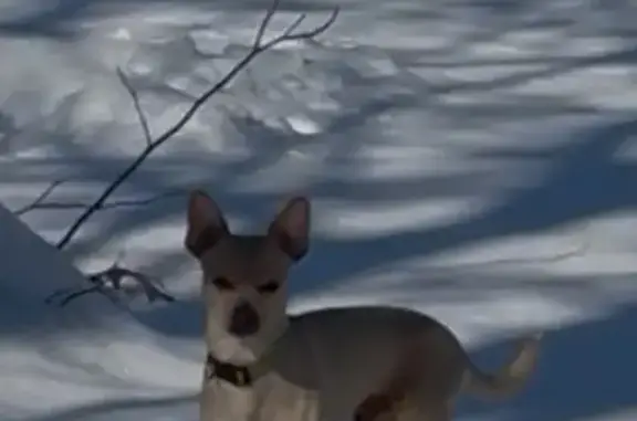 Lost Cream Chihuahua on Edds Road