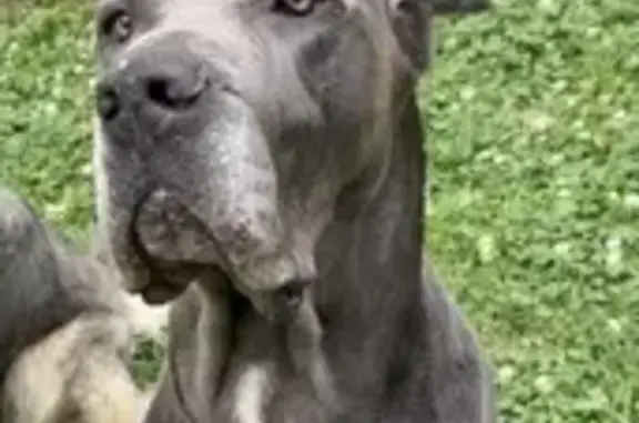 Lost Dog: Gentle Blue with White Markings