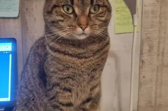 Lost Tabby Cat, 5, in Hartwell...