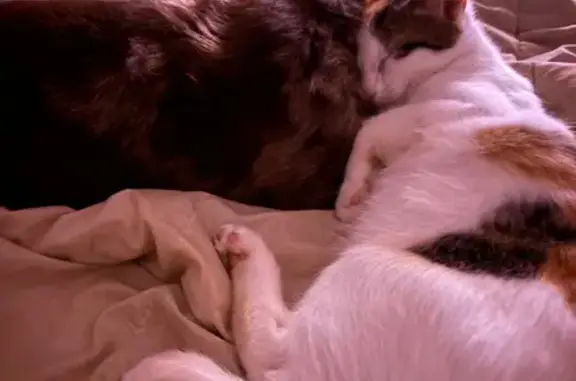 Lost pets Harrisonburg, photo: Lost Pregnant Calico on Stonewall Dr