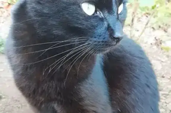 Chatte noire perdue, craintive, Binic - photo