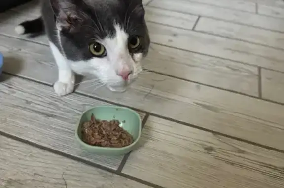 Found: Grey & White Cat on Bro...