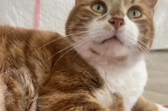 Animaux perdus La Seyne-sur-Mer, photo: Chat roux perdu, diabétique, Rue de l'Avenir