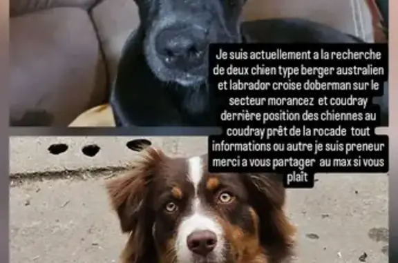 Chien perdu , photo : Berger australien perdu au Coudray
