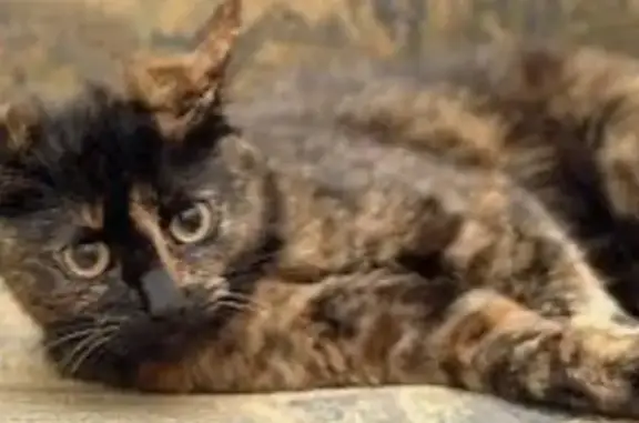 Chatte européenne malade, urgence Rue du Roselet - photo