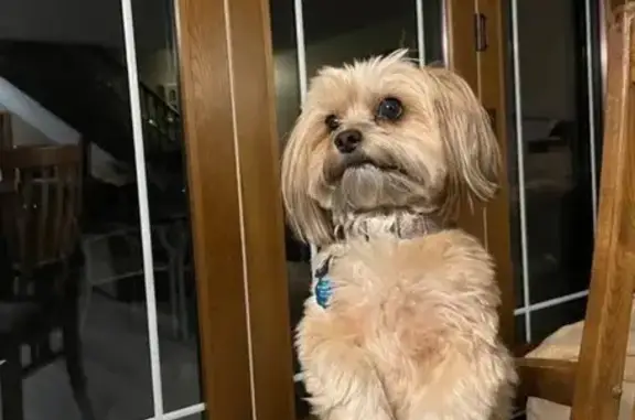 Lost Petite Shitzu/Yorkie Mix in Wyoming