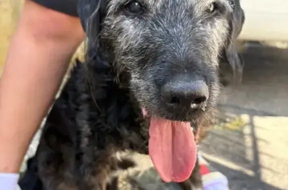 Animaux trouvés , photo: Chien noir et blanc trouvé Rue des Écoles