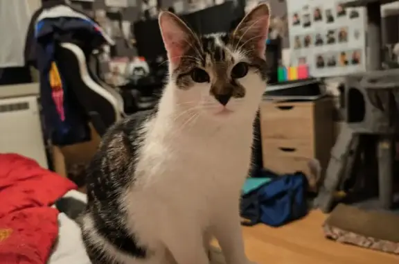Animaux perdus Vincey, photo: Chat perdu, peureux, rue du Pincieux