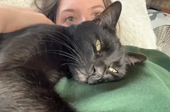 Lost Black Cat: 8 Yrs, No Collar, Milwaukee