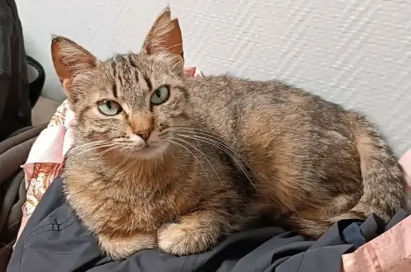Chatte tigrée perdue à Saint-Romain - photo