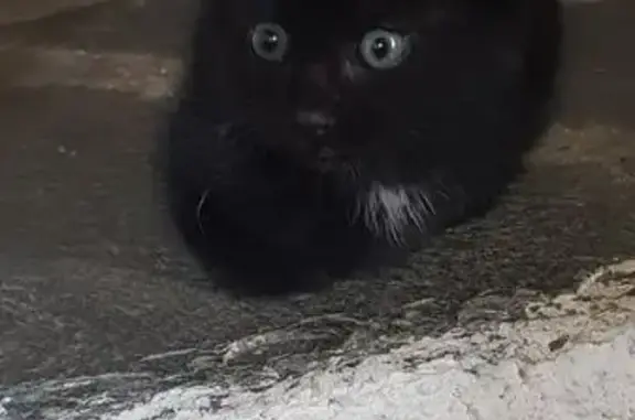 Animaux trouvés Le Chambon-sur-Lignon, photo: Chaton noir trouvé, sécurisé au Chambon