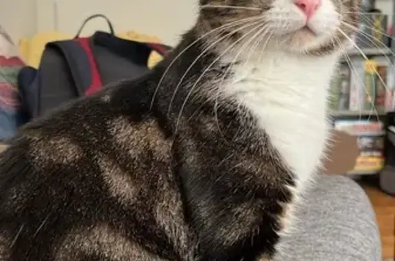 Lost Tabby Cat: The West Mall, Toronto