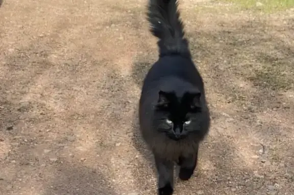 Chat perdu, Grézieu-la-Varenne, photo: Chatte noire perdue à Grézieu-la-Varenne