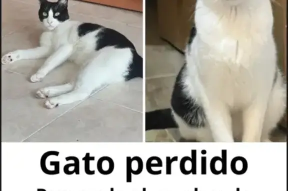 Gato Blanco y Negro Perdido en Madrid