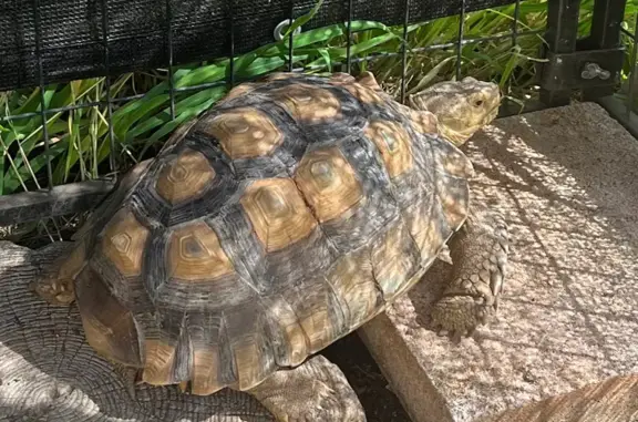 Lost Bird with Scratched Shell in Waianae