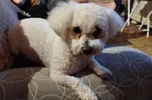Bichon frisé blanc perdu à Casteljaloux - photo