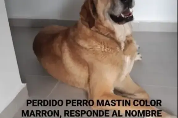 Mastín Marrón Perdido en Les Mallaes, Pedralba