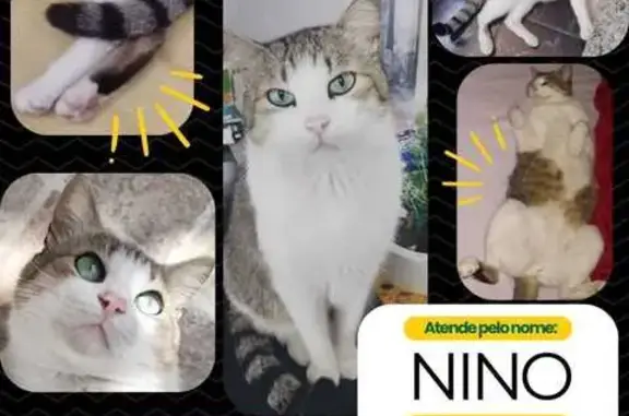 gato desaparecida
