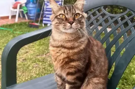 Gato Perdido: Grande y Peludo en Dos Hermanas