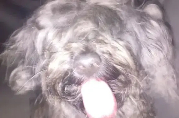 Found Fluffy Gray Dog on W. Villard Ave