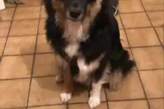 Chien noir tacheté perdu à Tinténiac - photo
