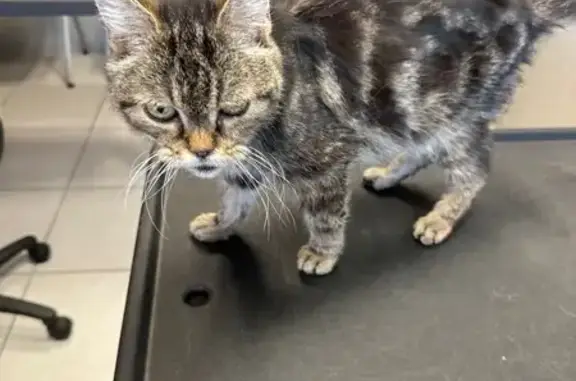 Animaux trouvés Vierzon, photo: Chat mâle tigré maigre trouvé à Vierzon