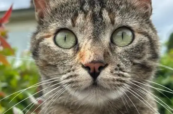 Chat perdue Rue du Vignemale, Tarbes - photo