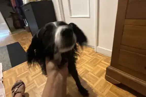 Chien noir trouvé à l'étang des Corots - photo