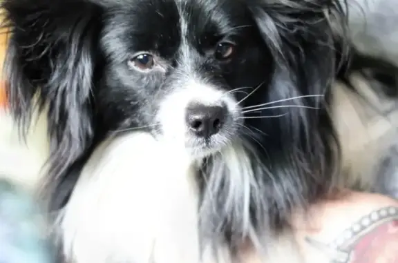 Lost Pomeranian Mix on Crystal Pond Rd